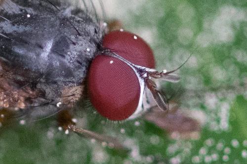 Phaonia subventa